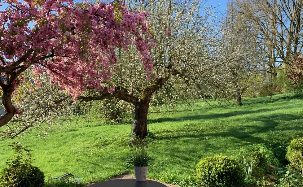 Seniorenwohnen im Mühlenquartier: ein Kischbaum